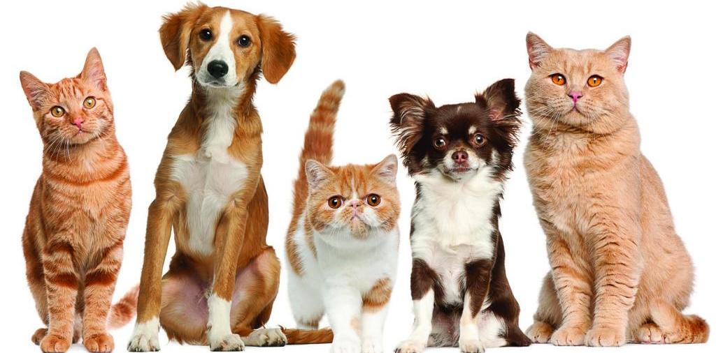 Доска объявлений о животных | ЗооТом - продажа, вязка и услуги для животных в Красновишерске
