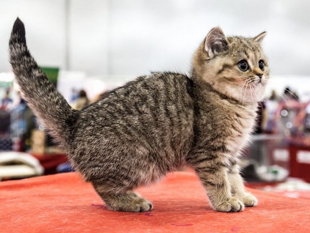 Породы кошек в Красновишерске | ЗооТом портал о животных