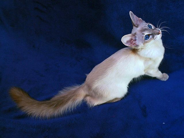 Выведенные породы кошек в Красновишерске | ЗооТом портал о животных