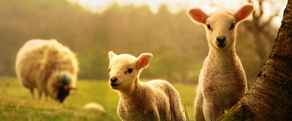 Объявления о сельскохозяйственных животных | ЗооТом - продажа, вязка и услуги для животных в Красновишерске