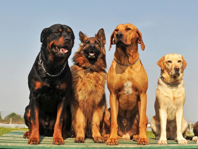Крупные породы собак в Красновишерске | ЗооТом портал о животных